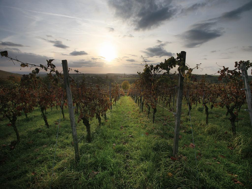 Worners Schloss Weingut & Wellness-Hotel Приксенштадт Экстерьер фото